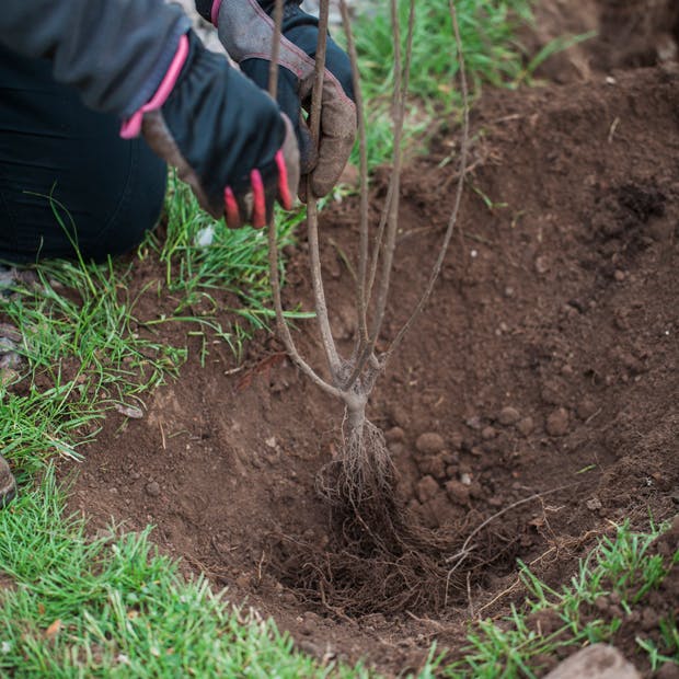 Hvornår plante hæk? Plant hæk om vinteren.