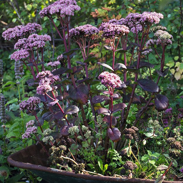 https://imgix.isabellas.dk/media/article/plante_forside_.jpg