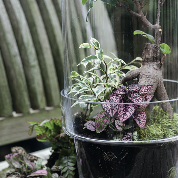 Anstændig kritiker udendørs Sådan laver du et planteterrarium | ISABELLAS