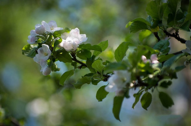 Podning af æbletræer og pæretræer kan sagtens gøres hjemme i haven, hvis man ved hvordan.