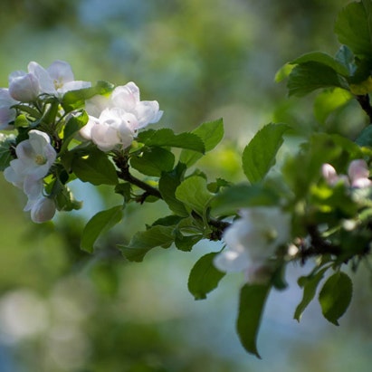 Podning af æbletræer og pæretræer kan sagtens gøres hjemme i haven, hvis man ved hvordan.
