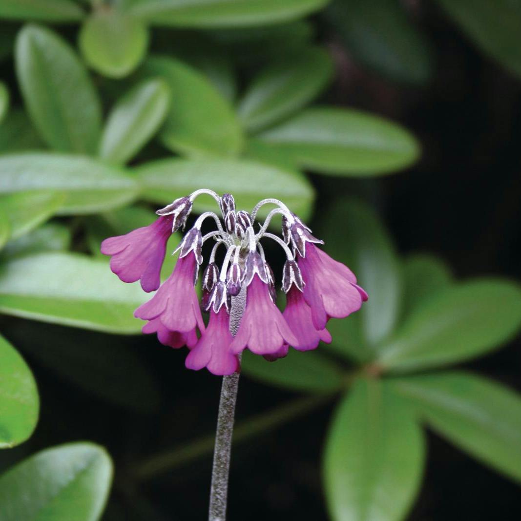 Dyrkning af primula