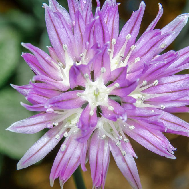 Plant purløg i køkkenhaven.
