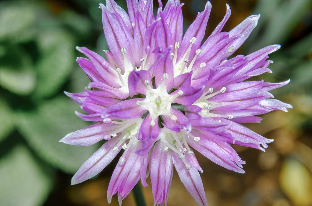 Purløgets blomst er smukt lilla