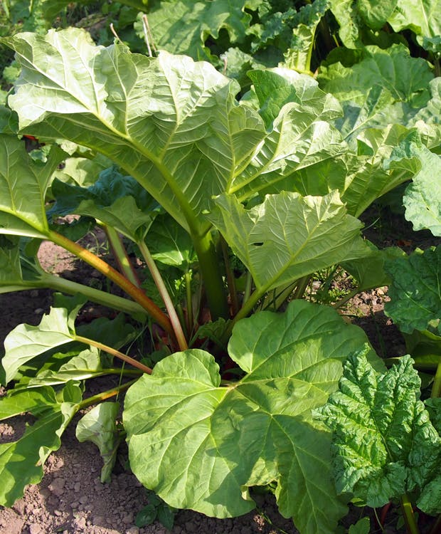 Dyrkning af rabarber