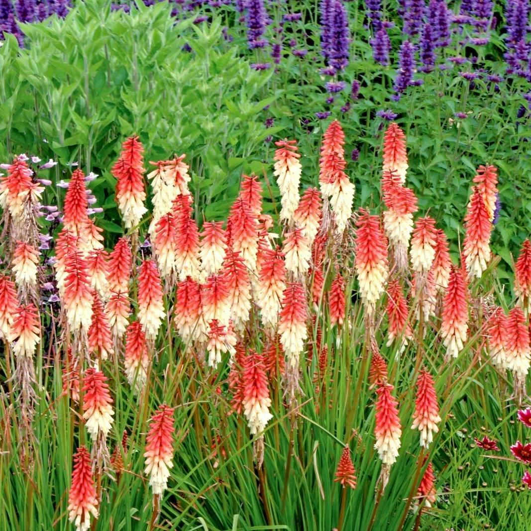 Raketblomst