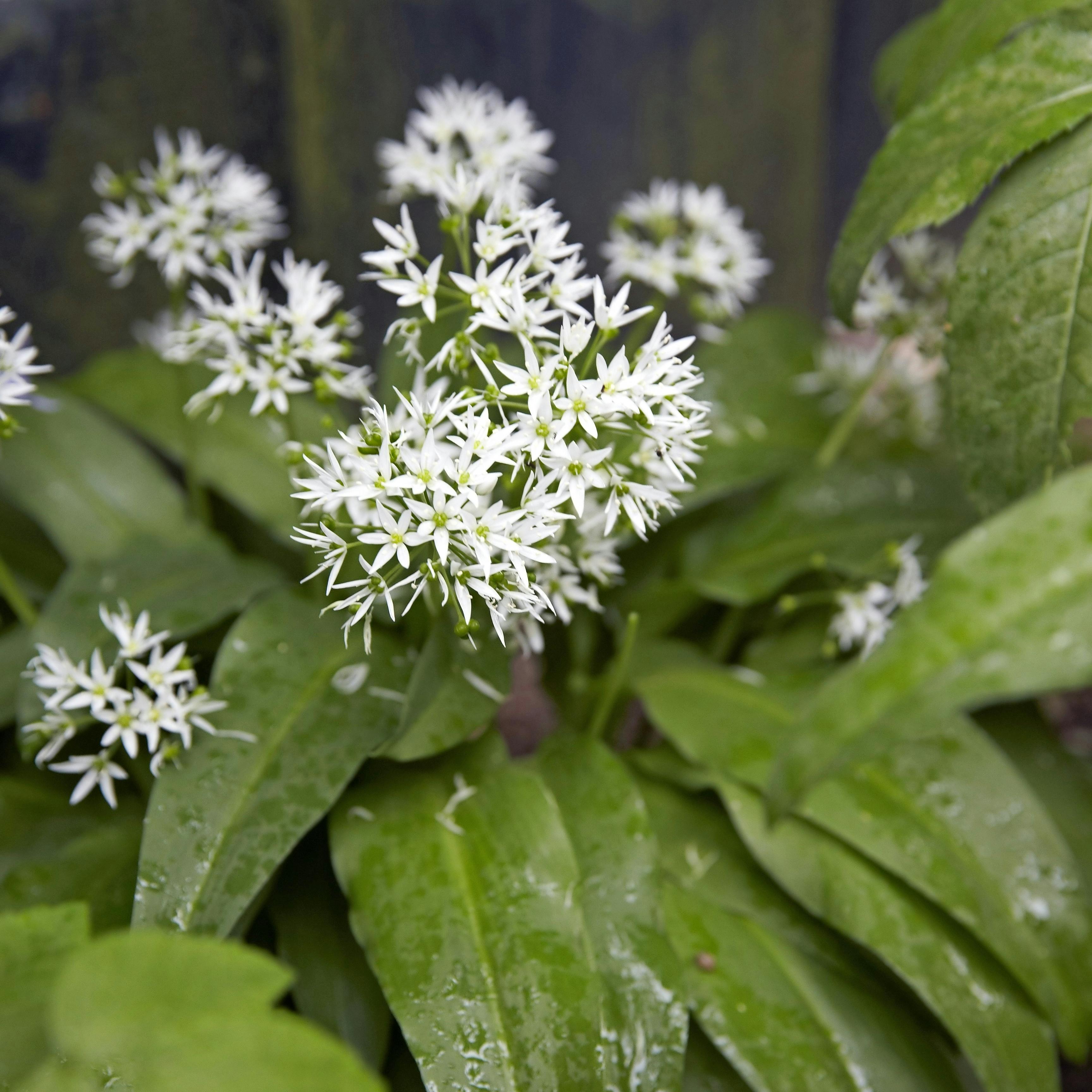 Ramsløg i blomst