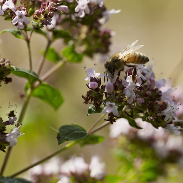 Hjælp bier i haven