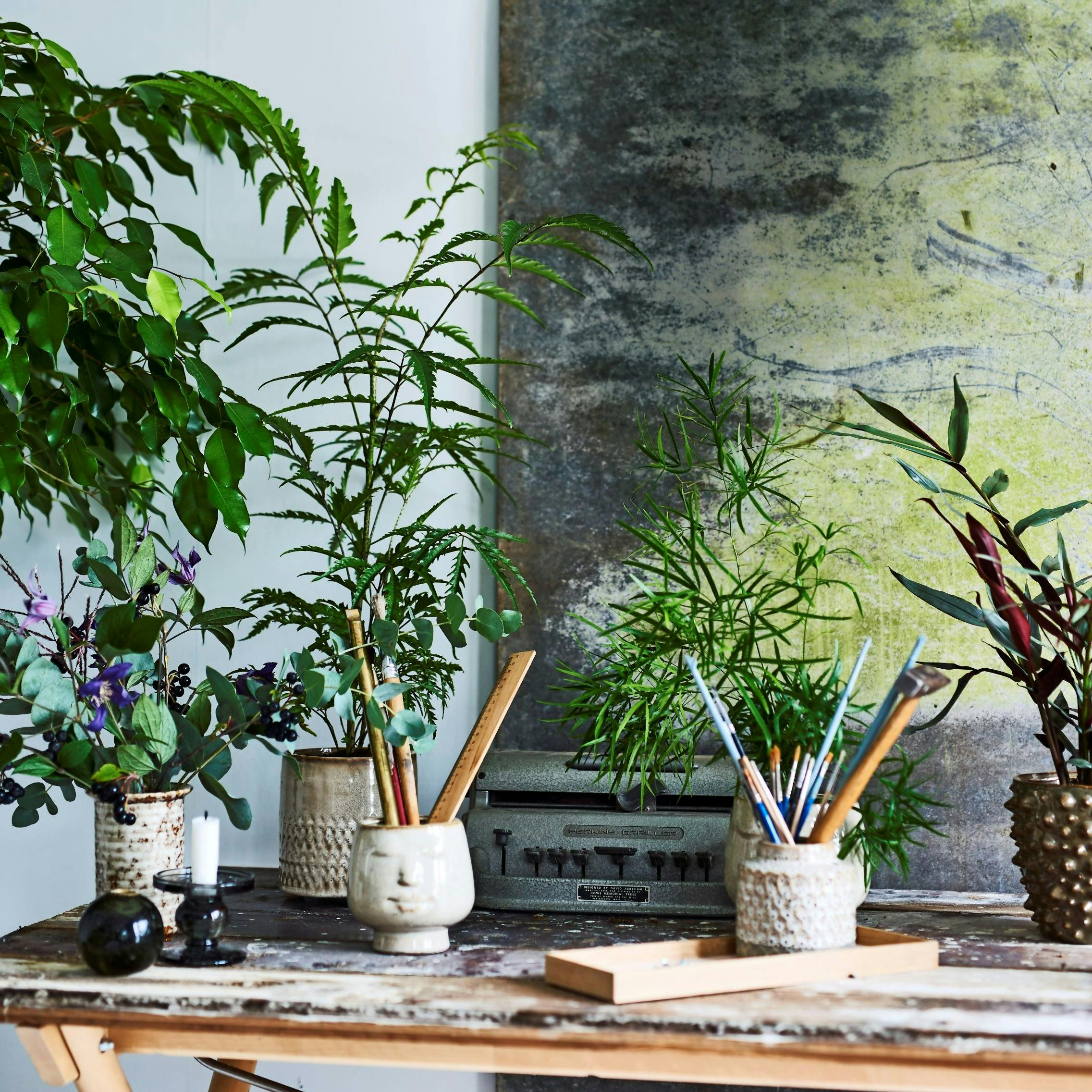 13 planter der renser luften