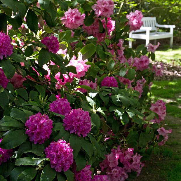 https://imgix.isabellas.dk/media/article/rododendron_0.jpg