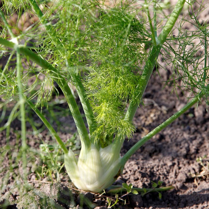 Dyrke Fennikel () Dyrke Fennikel