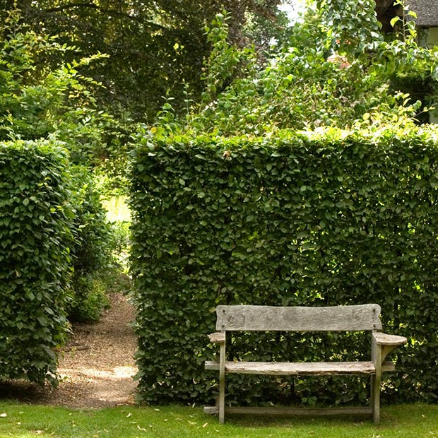 Sådan planter du en hæk