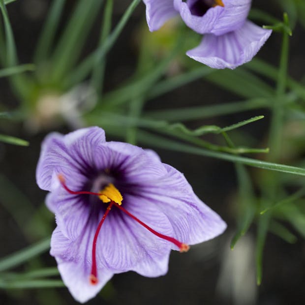 Guide til dyrkning af safran