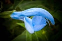 Salvia patens, Blå salvie, er en prydsalvie.