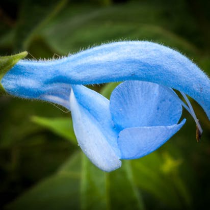 Salvia patens, Blå salvie, er en prydsalvie.