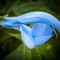 Salvia patens, Blå salvie, er en prydsalvie.