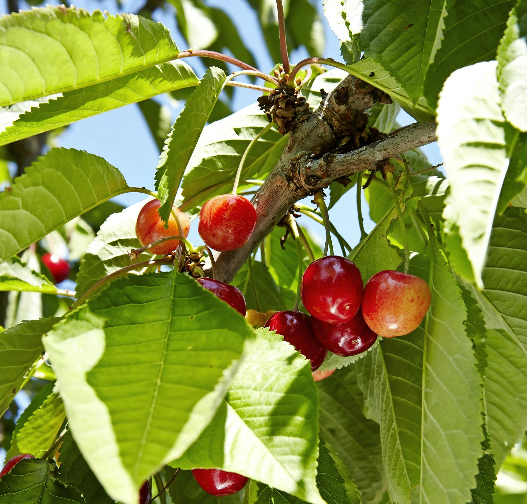Modne kirsebær på kirsebærtræ