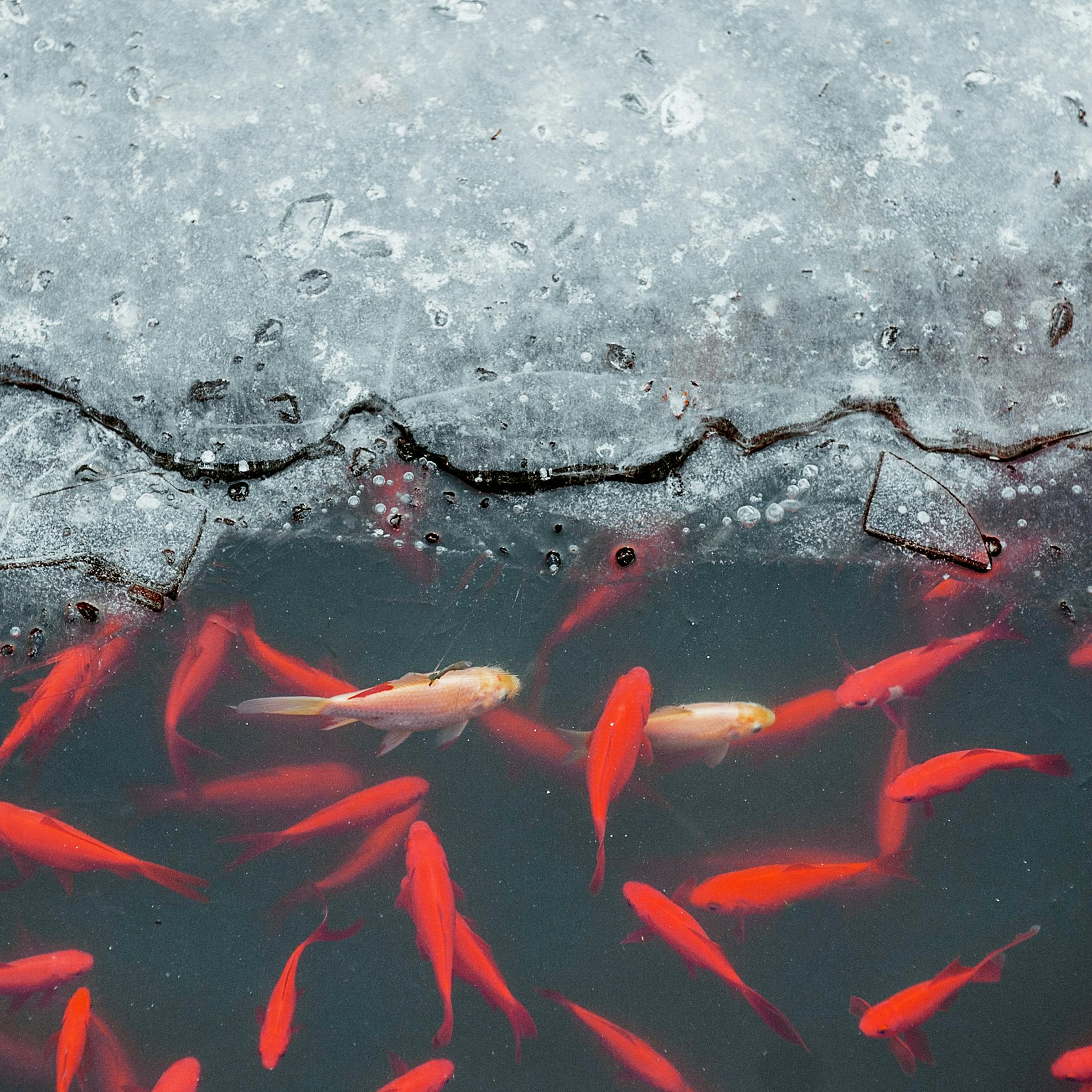 Vinterklargøring af havedammen