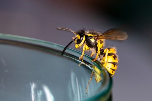 Hjemmelavet hvepsefælde