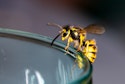 Hjemmelavet hvepsefælde