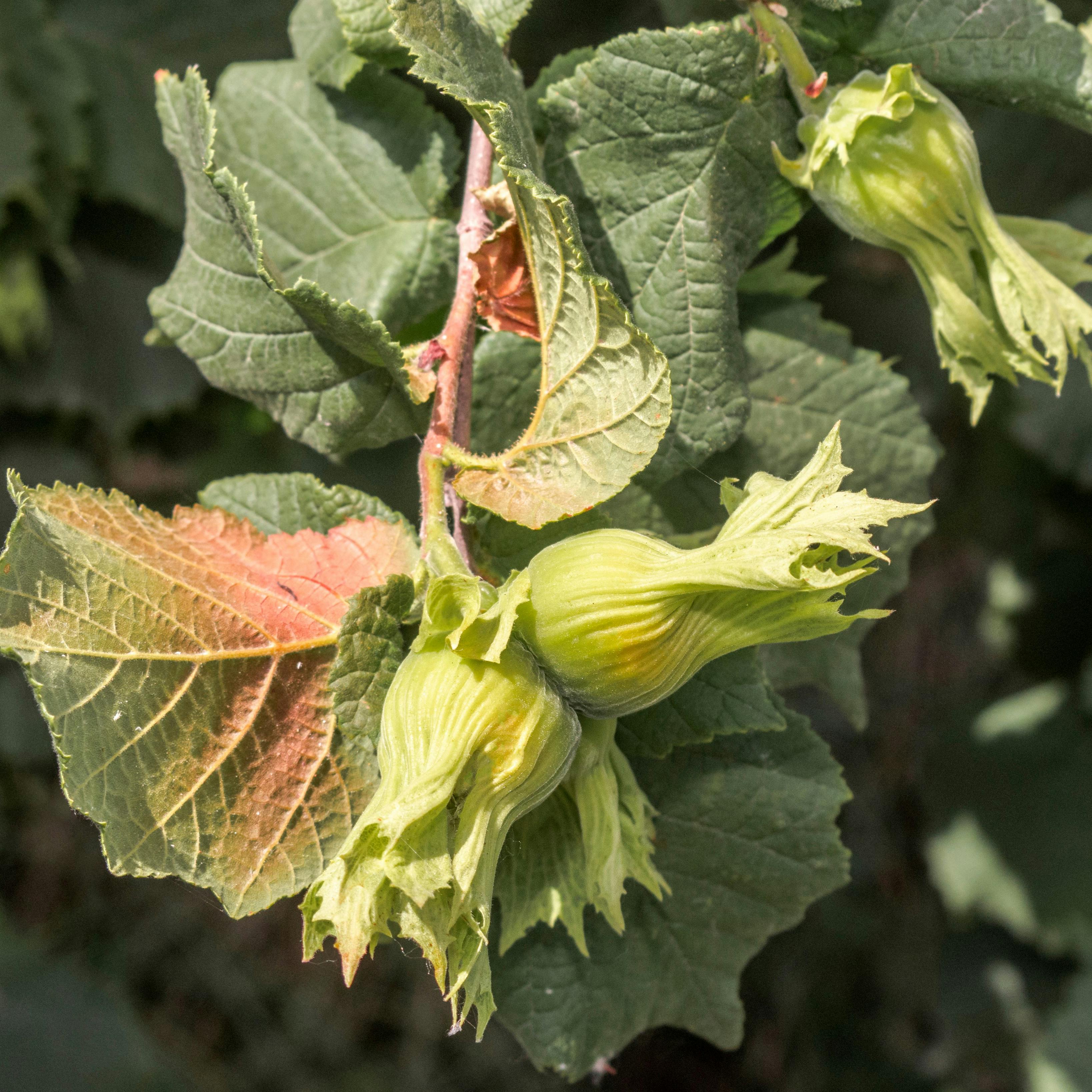 Dyrk hasselnødder i haven