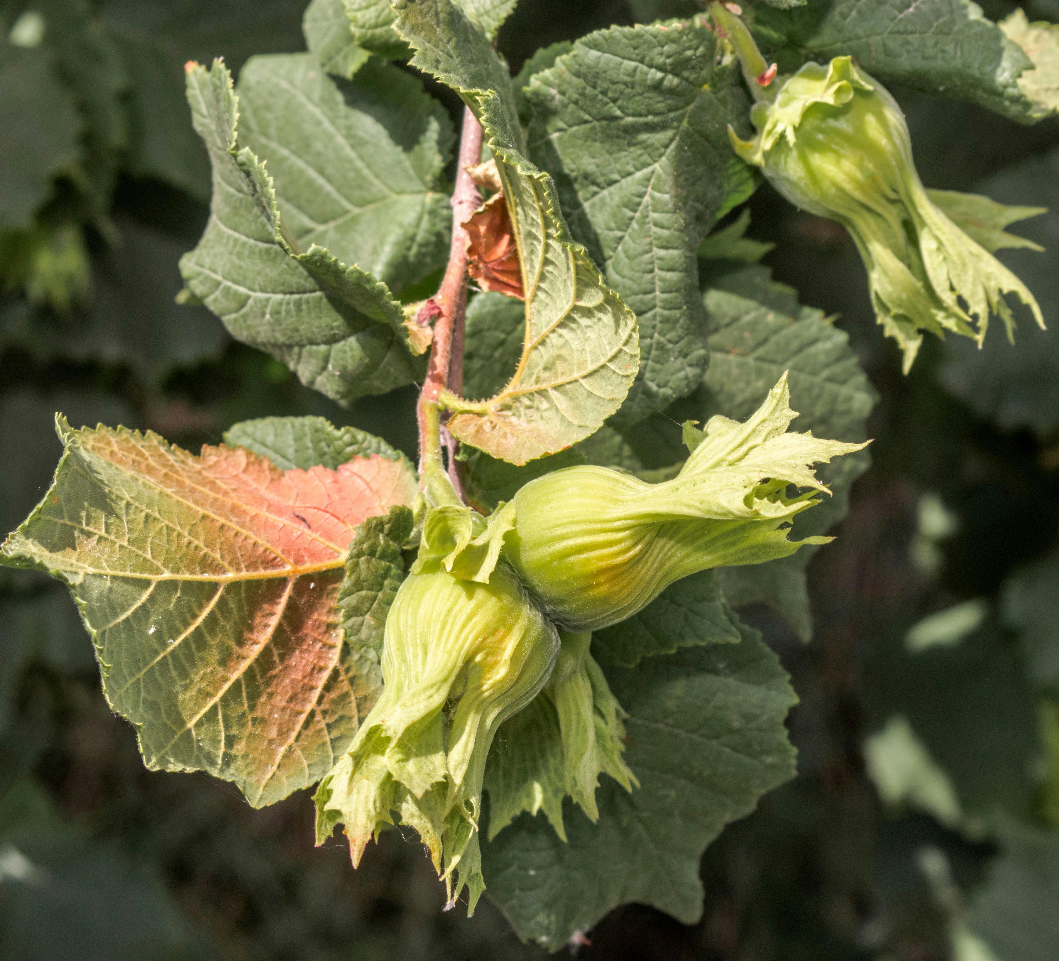 Hasselnødder på træ