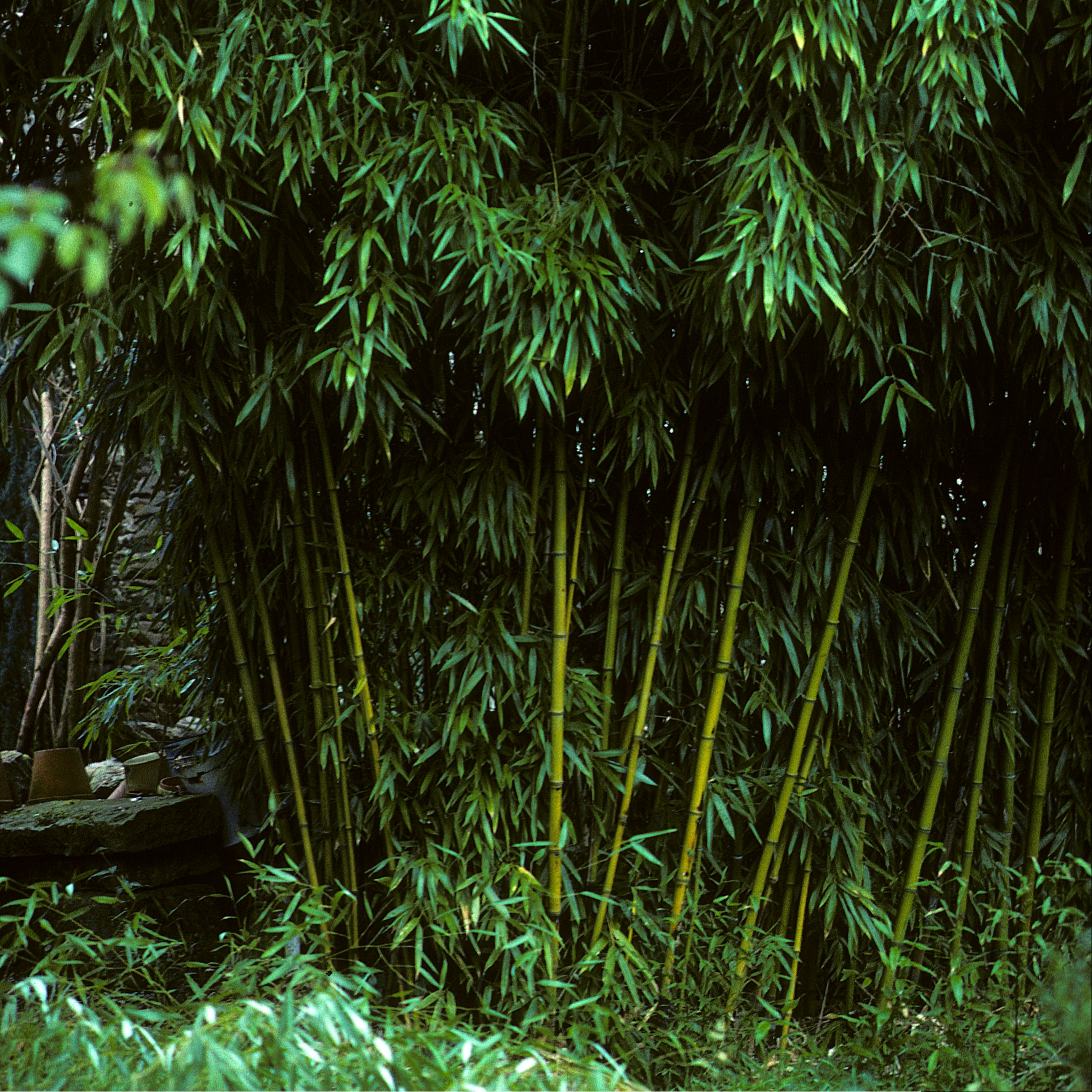 bambus i haven | ISABELLAS