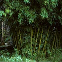 Bambus i haven