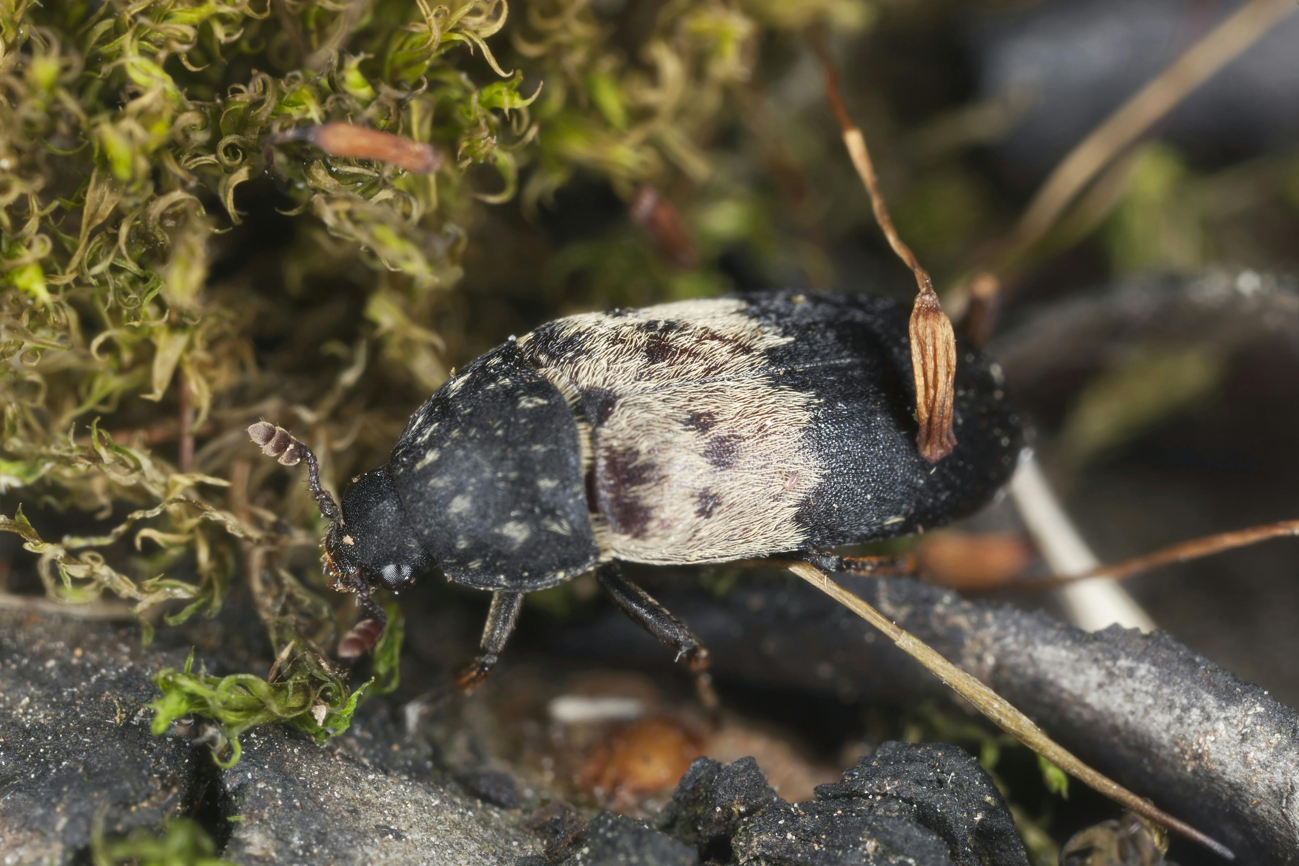 Flæskeklanner, Dermestes lardarius