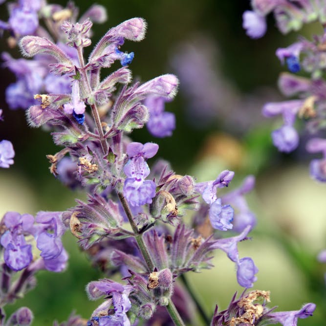 Dyrk katteurt mellem andre planter.