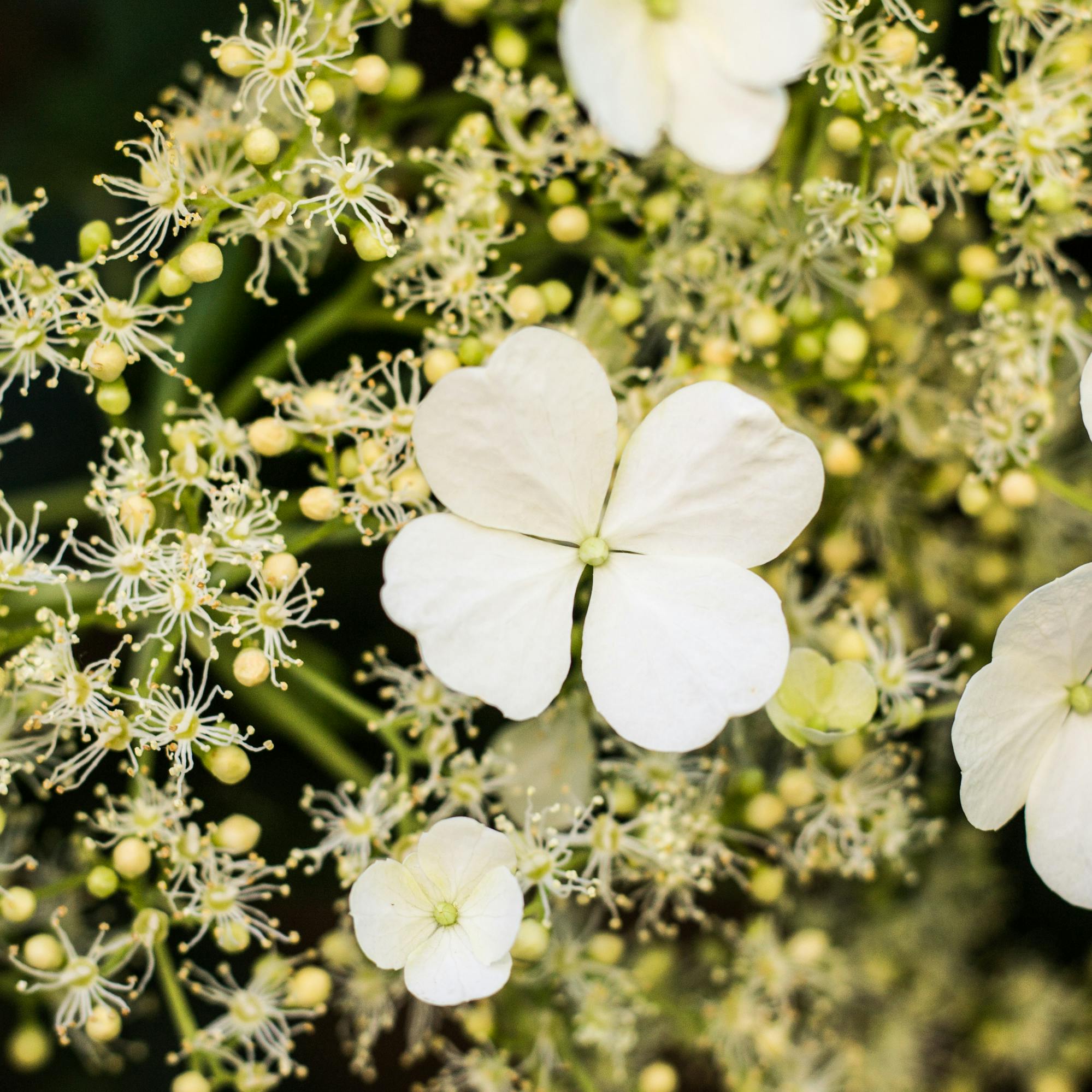 Smukke klatrehortensia
