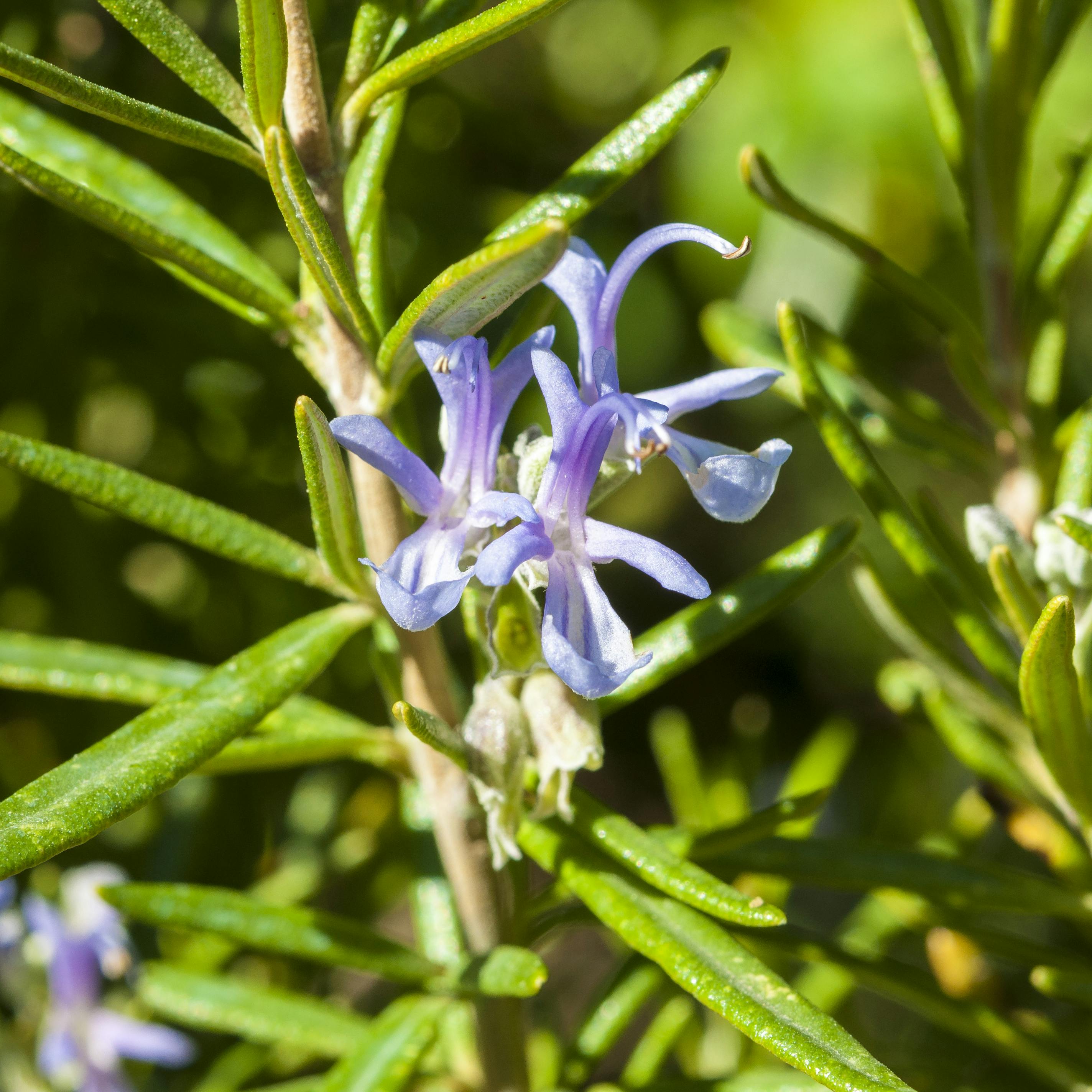 Blomstrede rosmarin