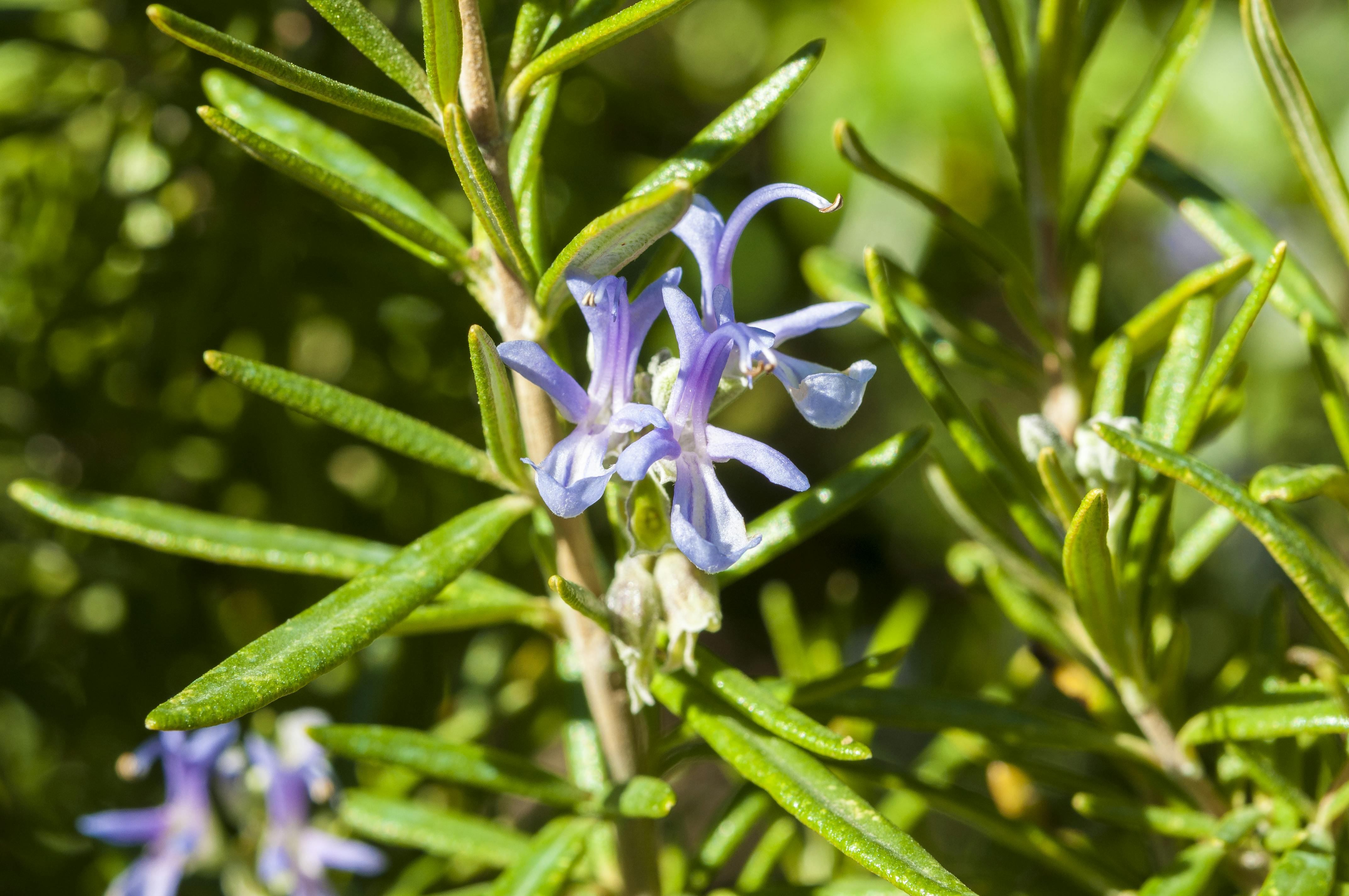 Blomstrede rosmarin