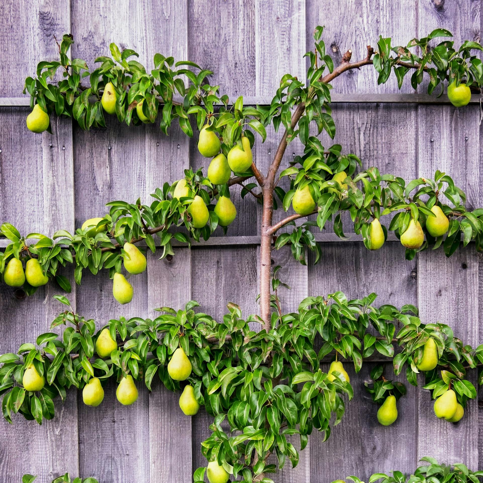 Pæretræ trives på espalier op ad plankeværk.