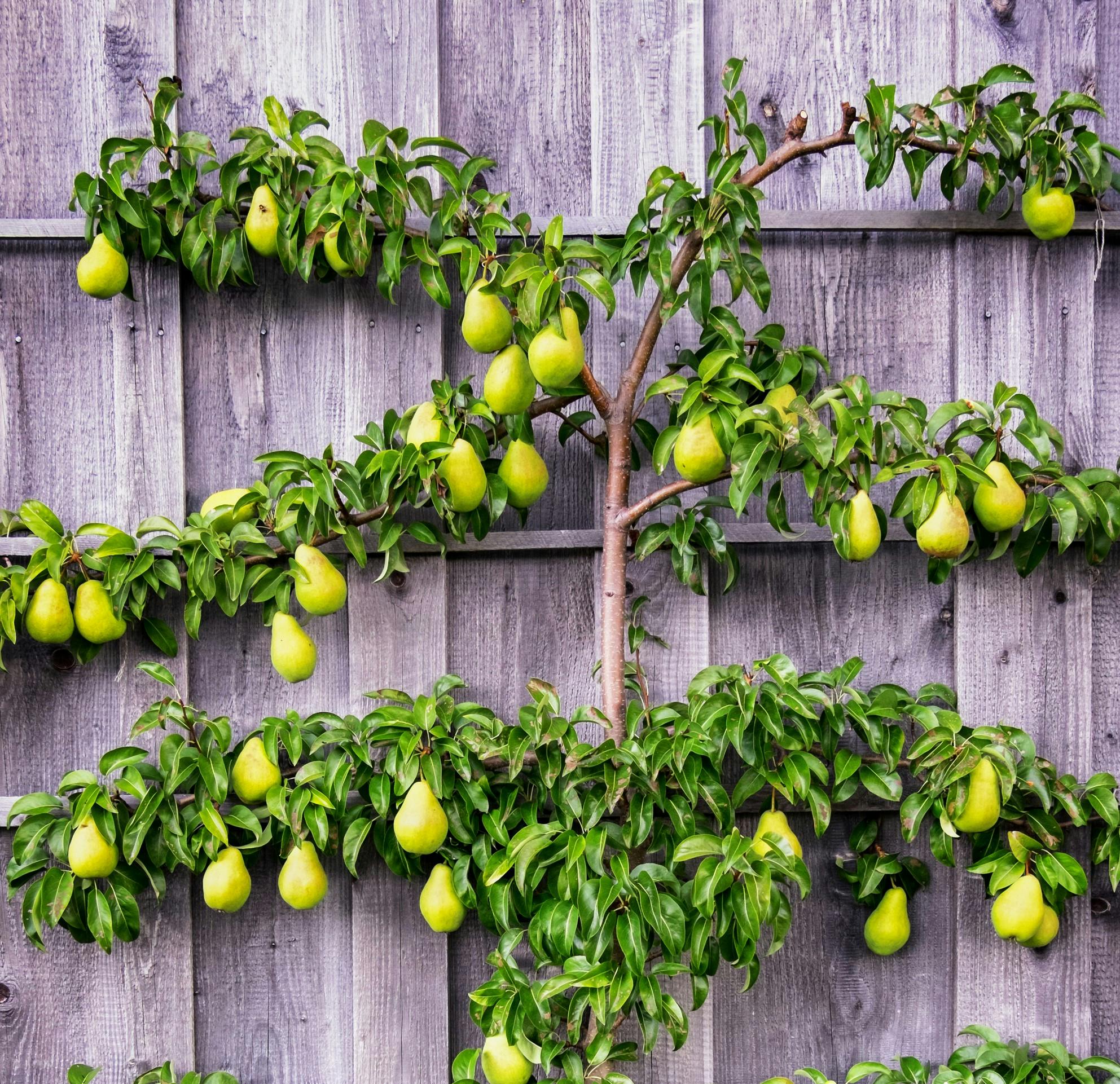 Espalier af frugttræ