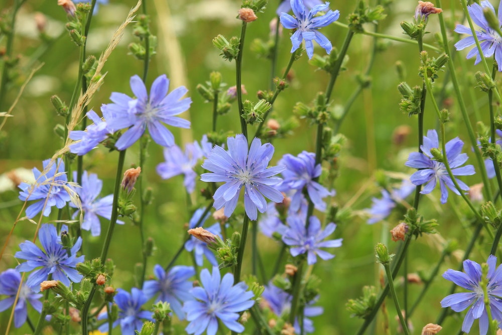 Fine blåviolette blomster fra cikorie