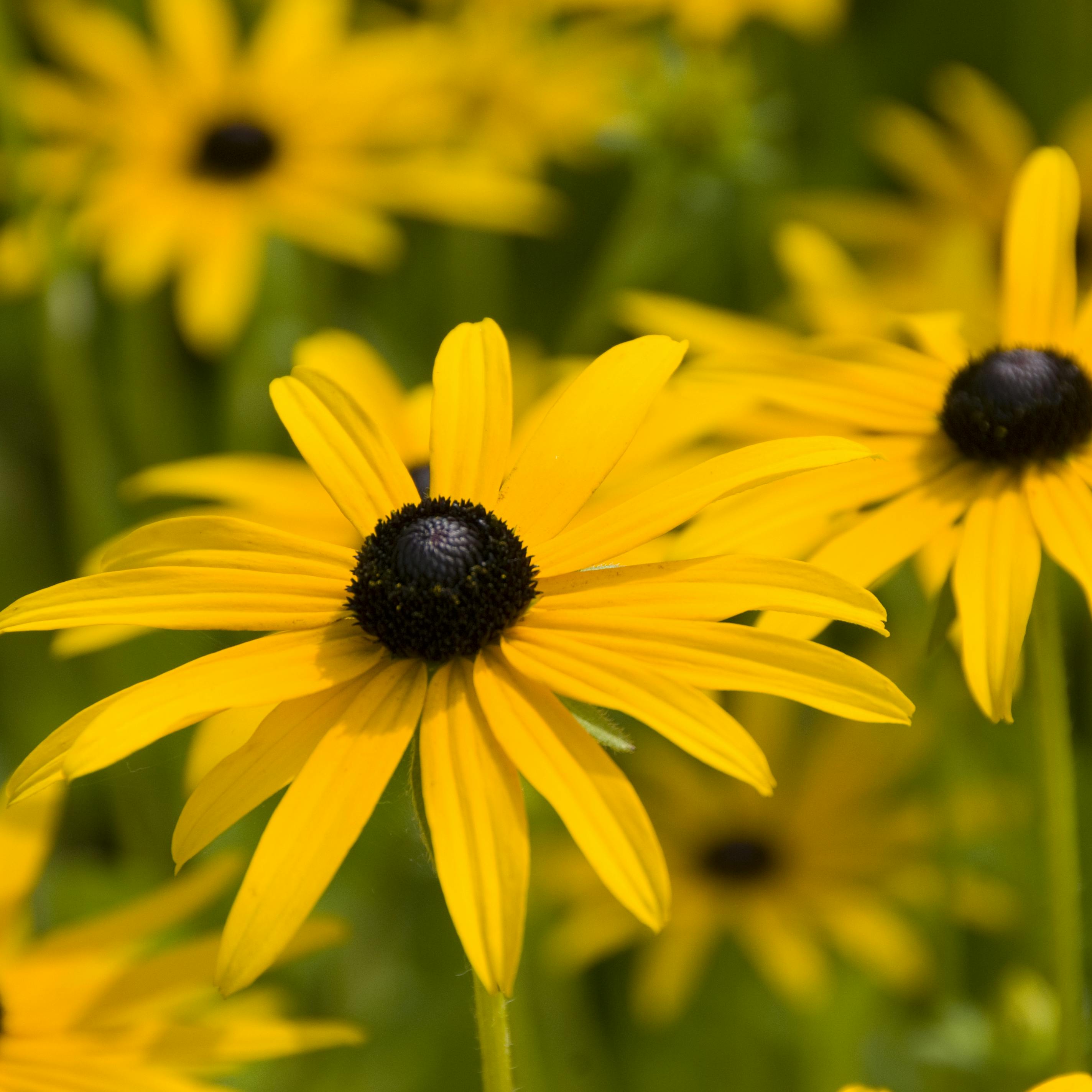 Solhat — navnet er rammende.