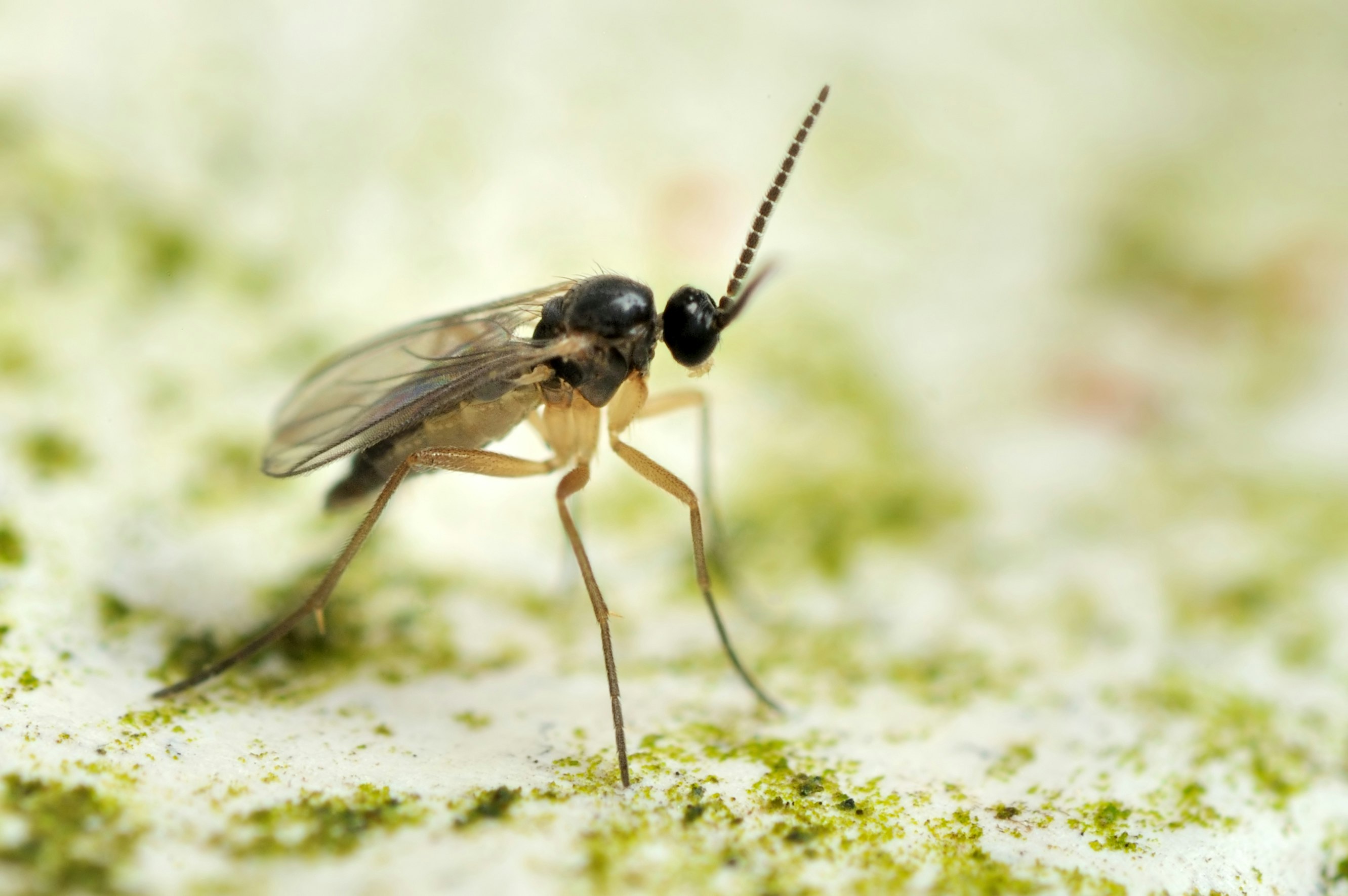 Sørgemyg ligner en blanding af en flue og en myg