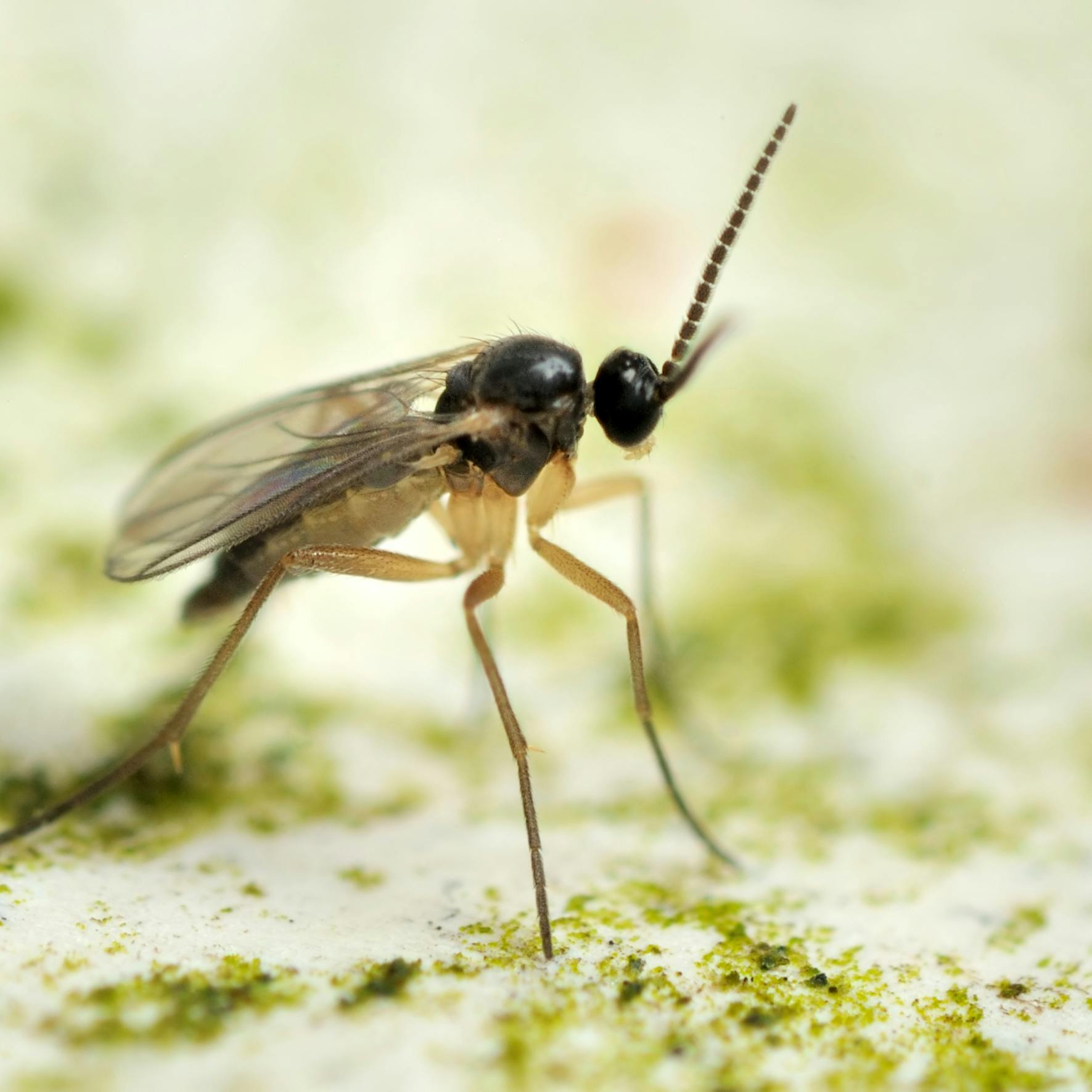 Sciaridae, sørgemyg
