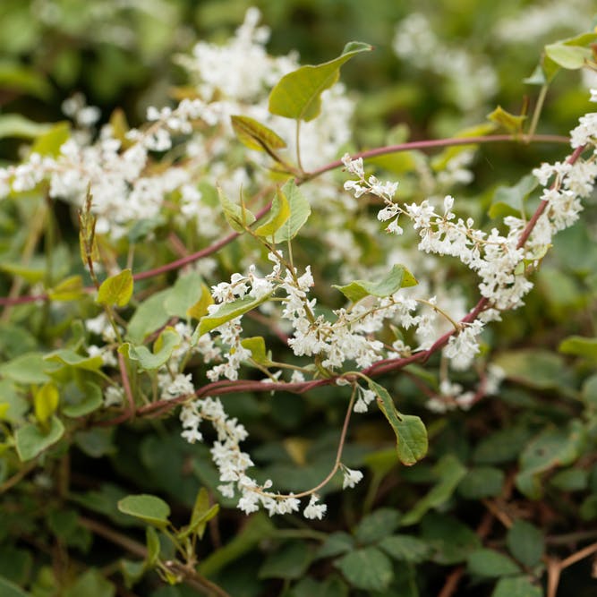 Arkitektens trøst slynger sig.