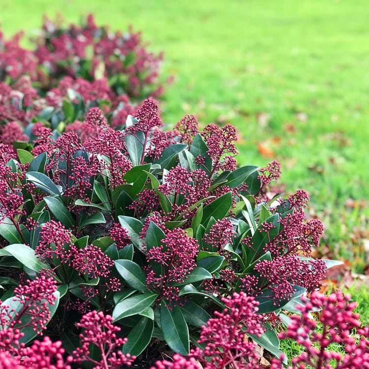 Skimmia Japonica Rubella
