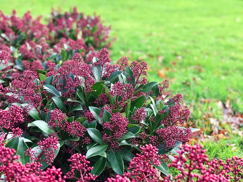 Skimmia Japonica Rubella
