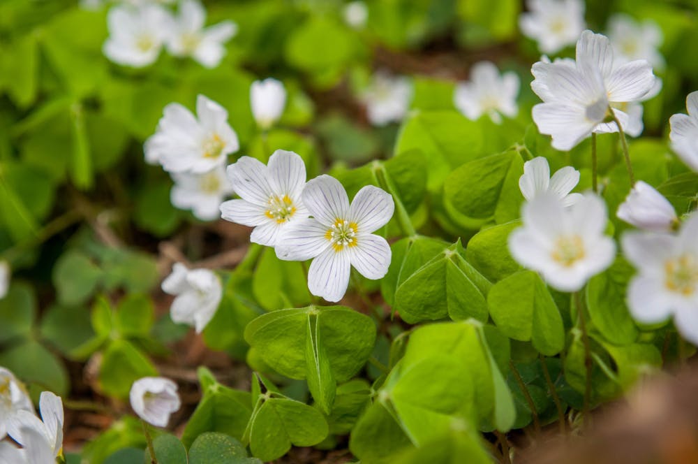 Hvide blomster på skovsyre