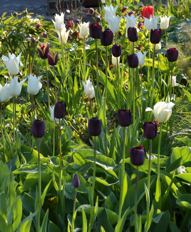 Sorte blomster - her nærsorte tulipaner