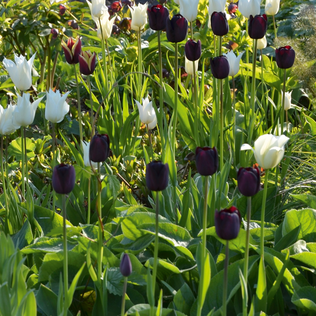 Sorte blomster - her nærsorte tulipaner
