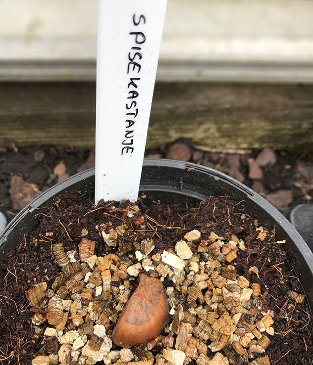 Dyrkning af spisekastanjer