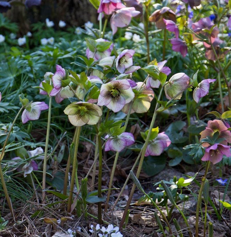 Dyrk de skønneste forårsblomster