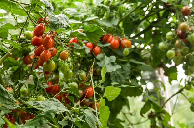 Vi guider dig her til, hvilke tomatplanter du skal vælge til dit drivhus eller din have.