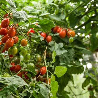 Vi guider dig her til, hvilke tomatplanter du skal vælge til dit drivhus eller din have.