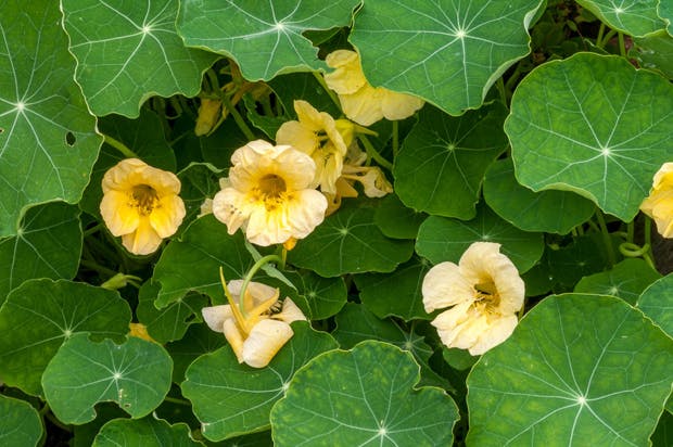 Tropaeolum majus, Tallerkensmækker, er en sommerblomst, som er nem at dyrke.